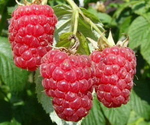 Малина «Красная гвардия» – элитный сорт селекции В. И. Казакова