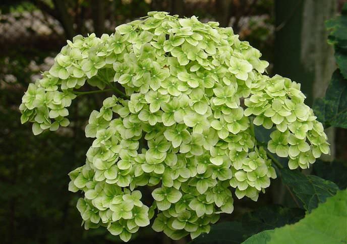 Гортензия пепельная хорошо реагирует на минеральные подкормки, полив в сухую погоду