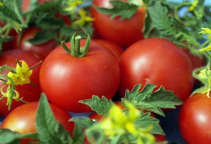 Созревание сорта Джина происходит за 125 дней