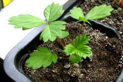 Выращивание рассады земляники из семян дома требует внимания