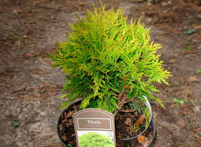 Грунт на участке под пересаживание туи должен обладать хорошей проницаемостью и достаточным плодородием