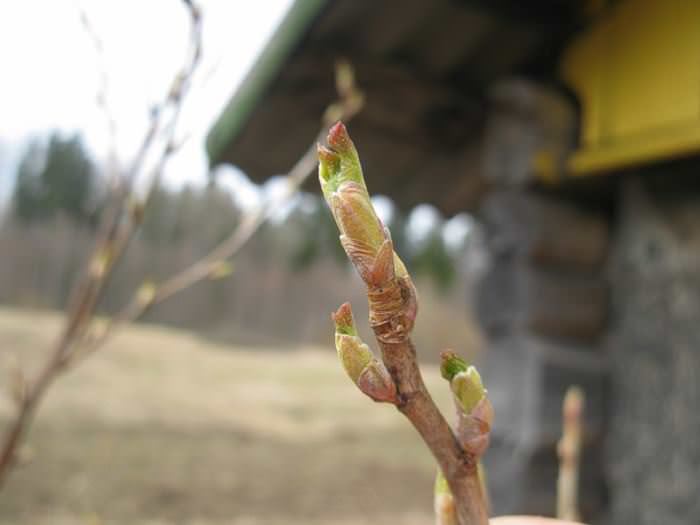 В марте, до распускания почек, осуществляется опрыскивание достаточно насыщенным раствором медного купороса или хлорокисью меди