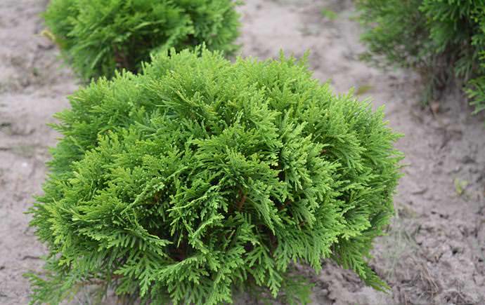  В условиях современного ландшафтного дизайна на сегодняшний день очень активно используется туя западная Смарагд
