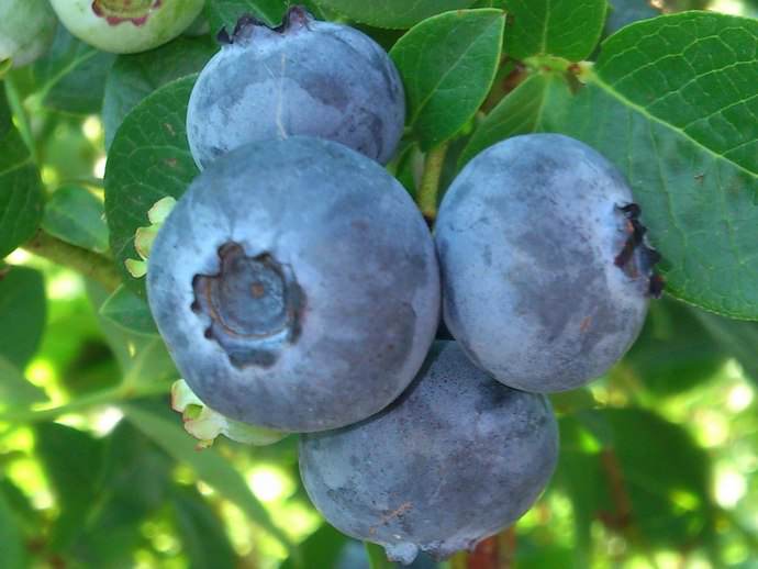 Голубику Блюголд часто выращивают даже в северных регионах