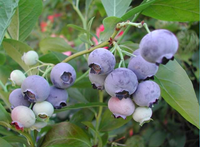 Среди всех высокорослых сортов голубика Элиот является самым морозостойким