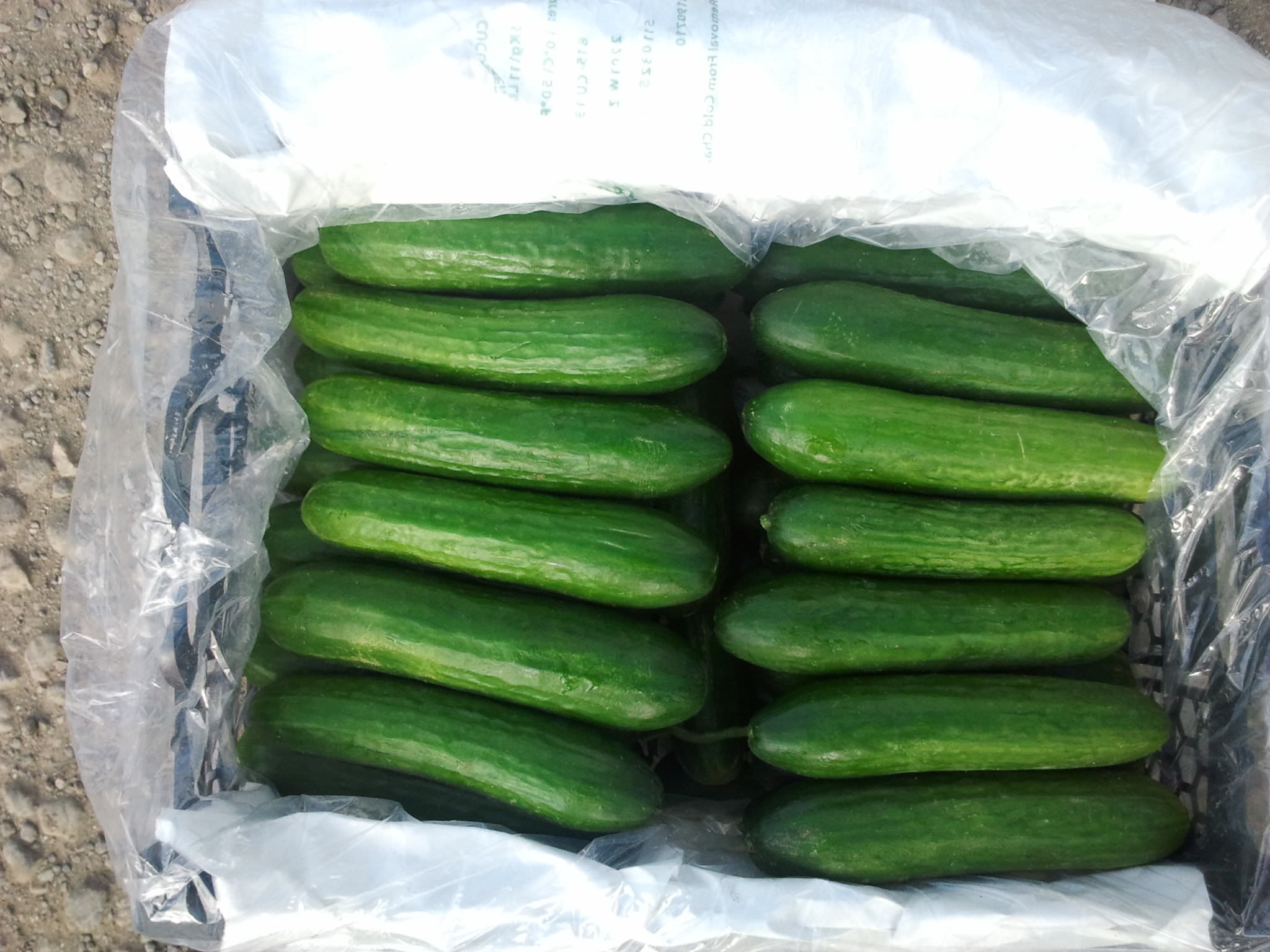 Оптимальная длина огурцов для консервации должна быть от пяти до тринадцати сантиметров