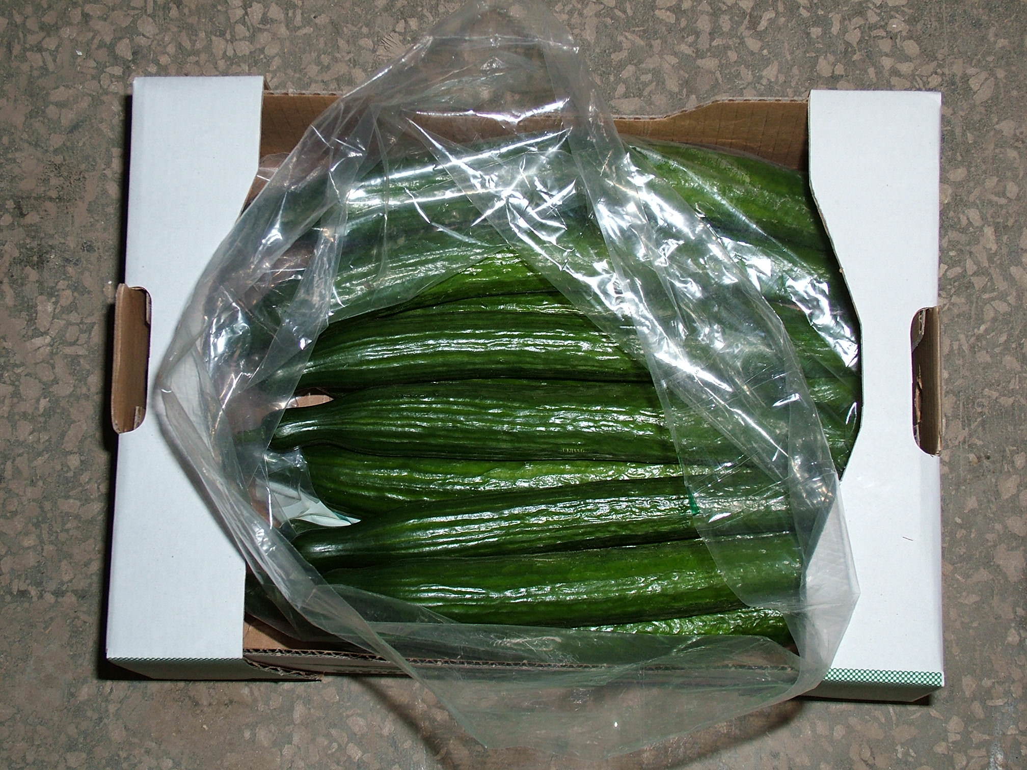 Свежие огурцы перед засолкой лучше не хранить в холодильнике