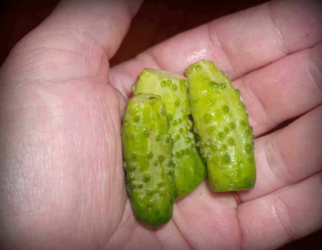 Корнишоны не могут быть большими или даже средними по размеру