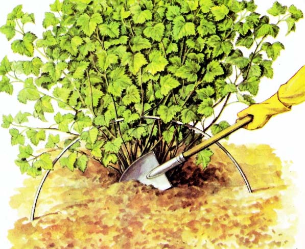 Селеченская 2 и Селеченская чрезвычайно плохо переносят соседство с сорняками, поэтому необходима регулярная прополка