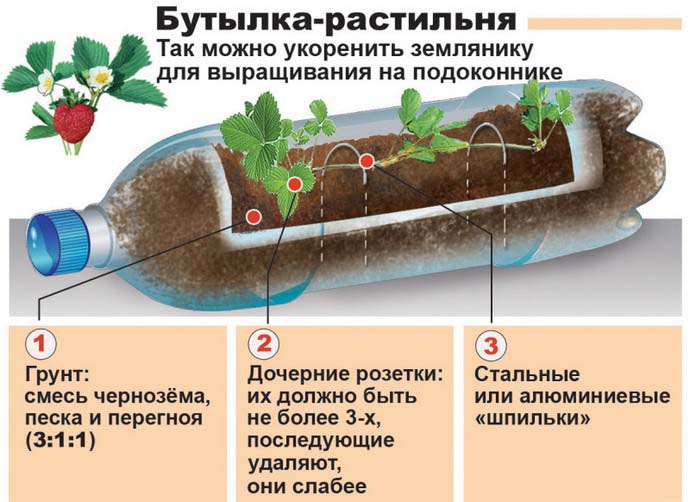 В емкости, изготовленные из разрезанных поперек пластиковых бутылок, можно высаживать не более одного кустика садовой земляники