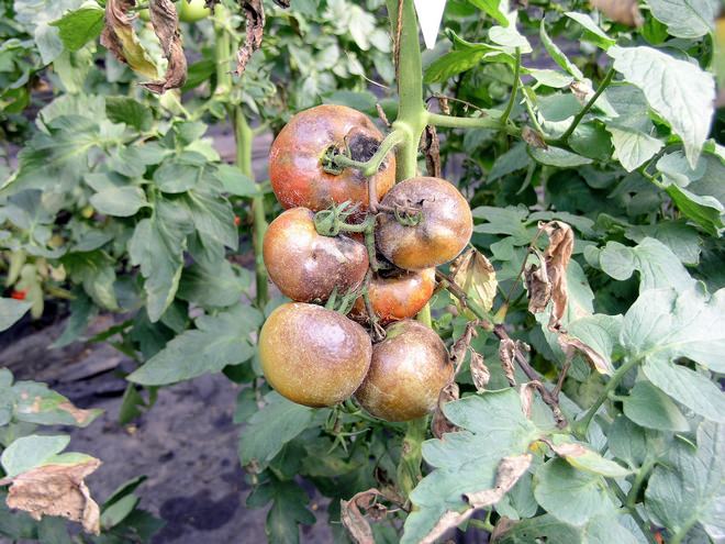 Фитофтороз вызывает грибок Phytophthora infestans