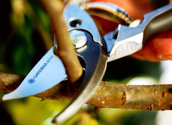 Одним из наиболее важных весенних мероприятий является осуществление обрезки до начала активного цветения