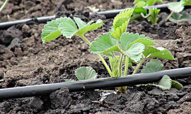 Первое время после высаживания клубника «Кармен» сильно нуждается в регулярных поливах