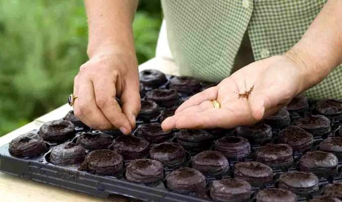 Вырастить хорошо плодоносящие клубничные кусты сорта &laquo;Хоней&raquo; из семян несложно