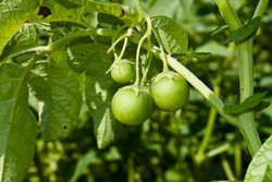 Плод картофеля — ягода