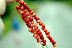 Земляника «Золушка» – сорт среднего срока вызревания