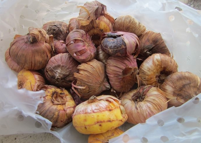 Перед тем как начать проращивать луковицы гладиолусов, необходимо выбрать лучшие из них