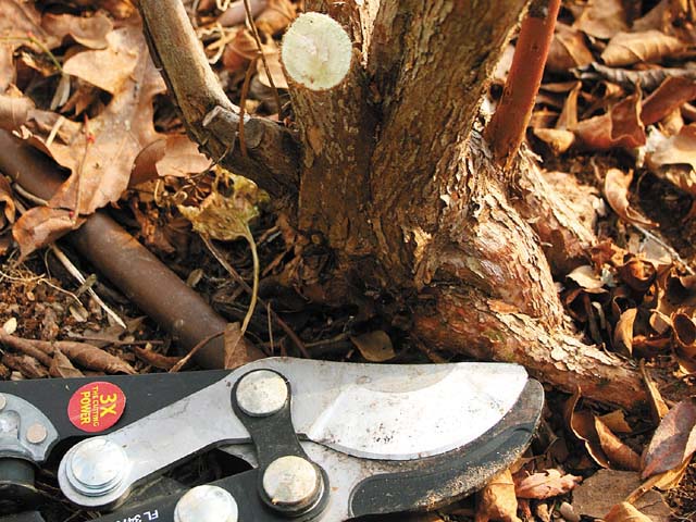 Обрезка — очень важная процедура в уходе за голубикой