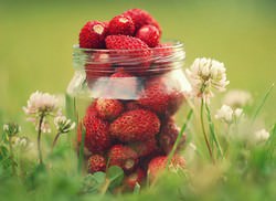 Земляника «Рюген» является ремонтанным безусым сортом немецкой селекции