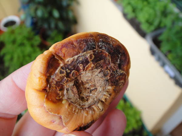 Наиболее распространенное бактериальное инфекция гладиолуса – фузариоз