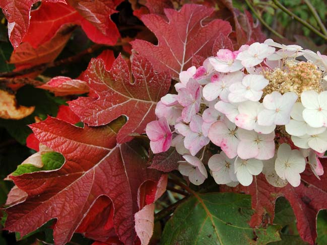 Дуболистная гортензия – кустарник с войлочными красноватыми побегами