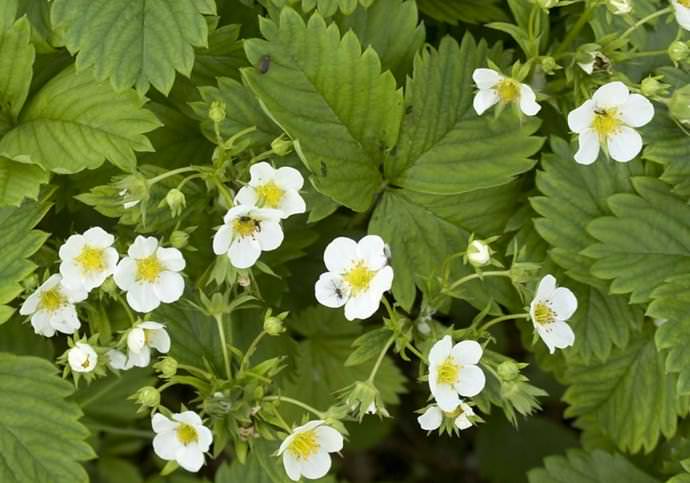 Клубника «Кармен» характеризуется стабильной и высокой урожайностью