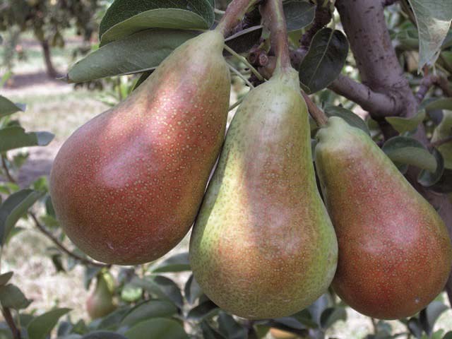 Съемная зрелость урожая сорта «Кармен» наступает в середине августа, а период потребления не превышает двух недель