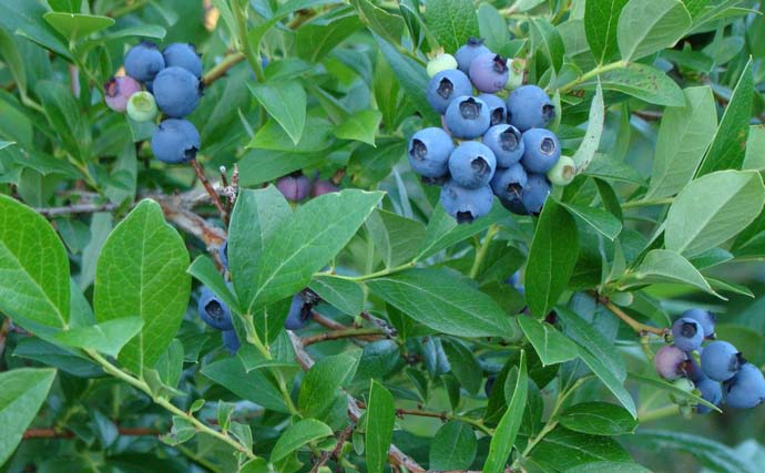 Голубика — светолюбивое растение, поэтому выбирайте в саду открытый, но защищенный от сквозняков участок