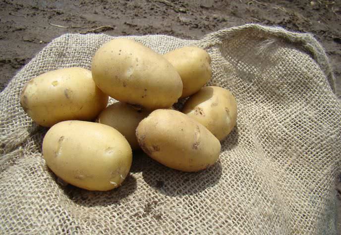 Сорт Невский ранний известен отличными столовыми характеристиками и сроком созревания 90 дней