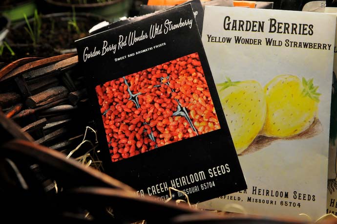 Лучше всего семена земляники купить в специальном магазине