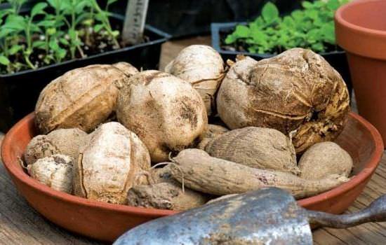 Выкопка георгин — дело весьма ответственное