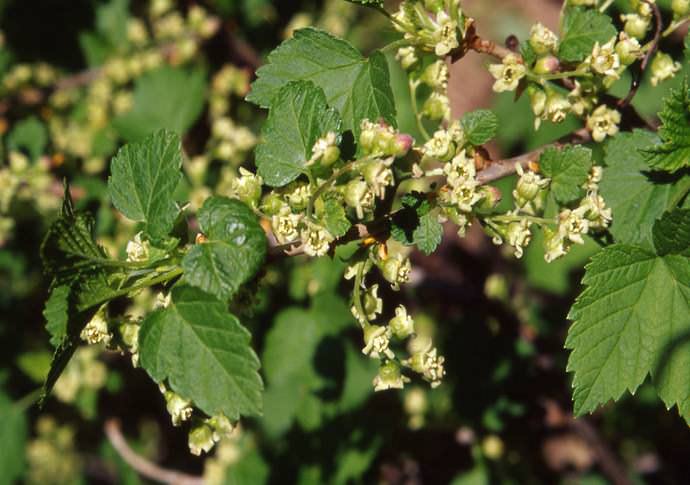 Сорт черной смородины Багира обладает довольно хорошей устойчивостью к зимнему понижению температуры
