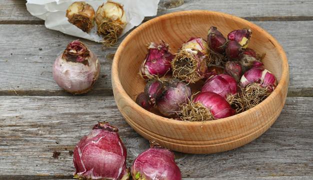 Высаживают луковицы гиацинтов в начале октября в подготовленную почву