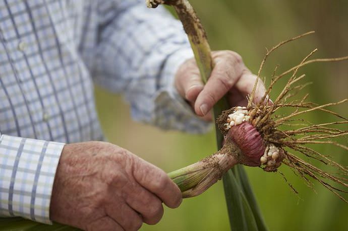 Для гладиолуса характерно размножение делением