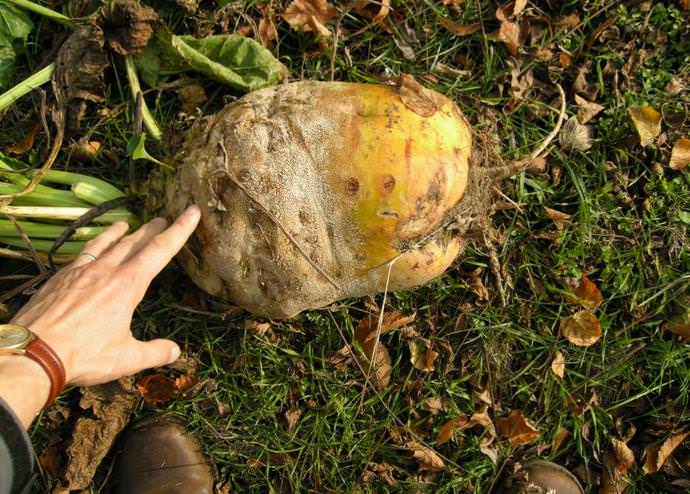 Кормовая свекла характеризуется высоким содержанием сока и хорошими вкусовыми качествами