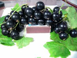 Опытные садоводы знают самые хорошие сорта смородины крупноплодной