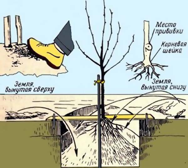 Очень важно правильно выбрать и обустроить место для посадки персика и нектарина
