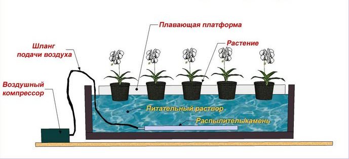 Технология предполагает расположение корневой системы зеленной культуры в специально подготовленной гидропонной установке