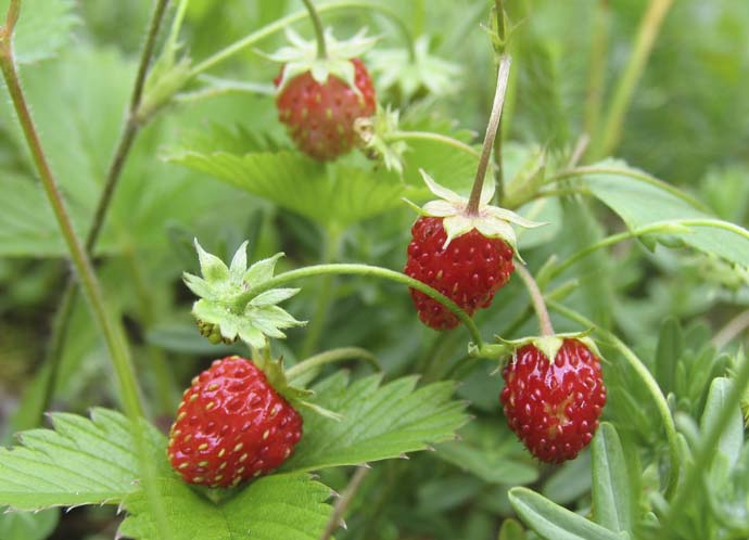 Сорт «Золушка» очень отзывчив на своевременное и грамотное внесение удобрений, включая органику и основные комплексные удобрения