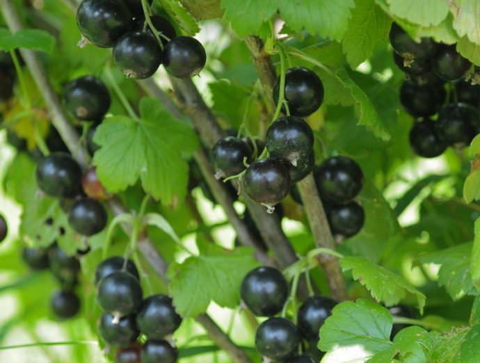 Смородина Селеченская 2 характеризуется высоким качеством ягод – они крупны, вкусны и не осыпаются с куста