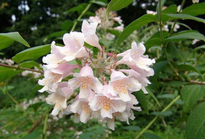 Гортензия «Бретшнейдера» размножается обычно черенками и семенами