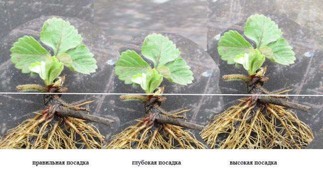 При посадке сорта «Купчиха» требуется проследить, чтобы сердечко располагалось на одном уровне с поверхностью почвы