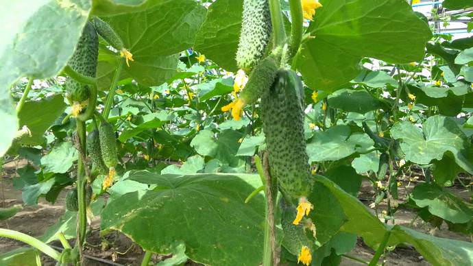 Корнишоны ценятся выше, чем другие виды огурцов