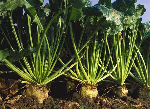 Наиболее часто для выращивания фермеры выбирают сорт Центаур Поли