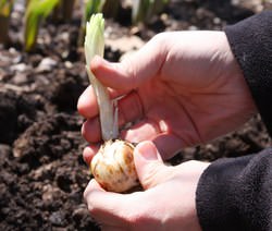 Выращивать гладиолусы из луковиц несложно