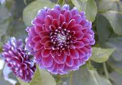 Георгина Фигаро считается однолетним раннецветущим сортом