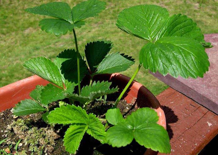 К недостаткам ремонтантных сортов, в числе которых и Любаша, можно отнести необходимость выращивания рассадным способом