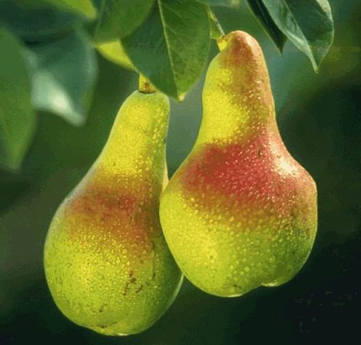 Груша «Нежность» востребована у садоводов