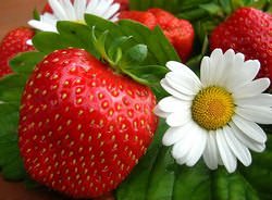 Земляника садовая относится к скороплодным ягодным растениям