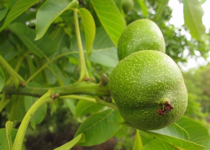 Орех грецкий относится к виду деревьев рода Орех и семейства Ореховые